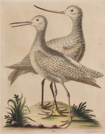 Fine Antique Prints Edwards 139