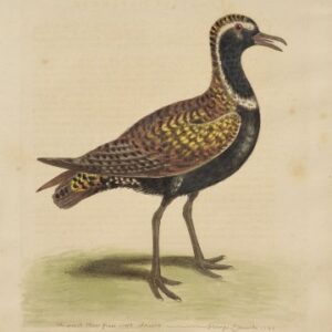 Fine Antique Prints Edwards 140