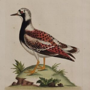 Fine Antique Prints Edwards 141