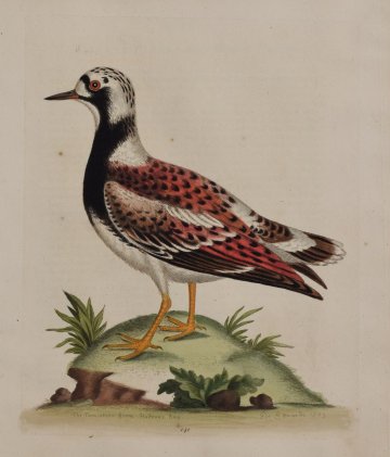 Fine Antique Prints Edwards 141