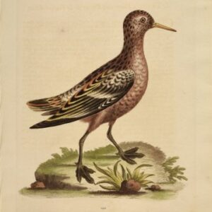 Fine Antique Prints Edwards 142