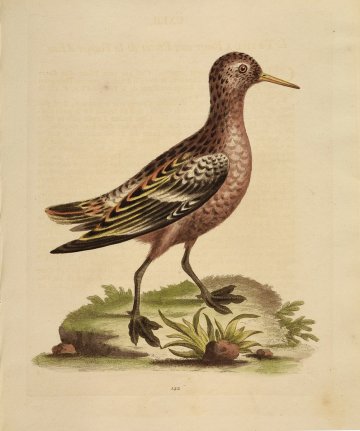 Fine Antique Prints Edwards 142