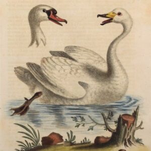 Fine Antique Prints Edwards 150