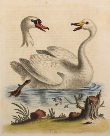 Fine Antique Prints Edwards 150