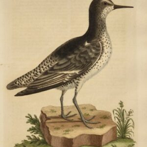 Fine Antique Prints Edwards 276