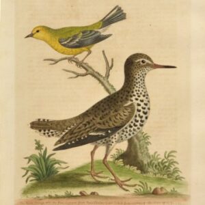 Fine Antique Prints Edwards 277