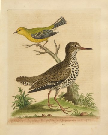 Fine Antique Prints Edwards 277