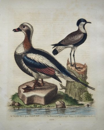 Fine Antique Prints Edwards 280