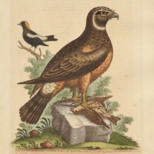 Fine Antique Prints Edwards 291