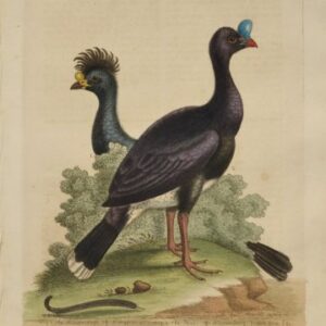 Fine Antique Prints Edwards 295