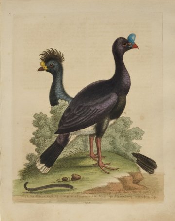 Fine Antique Prints Edwards 295