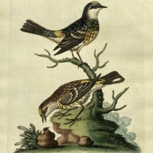 Fine Antique Prints Edwards 298