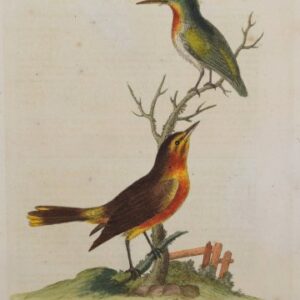 Fine Antique Prints Edwards