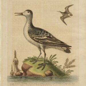 Fine Antique Prints Edwards 308