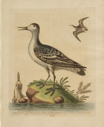 Fine Antique Prints Edwards 308