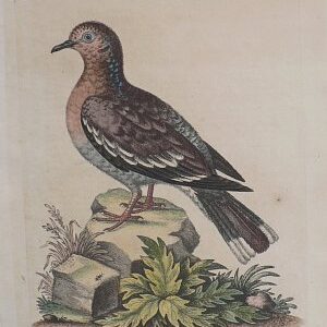 Fine Antique Prints Edwards Dove