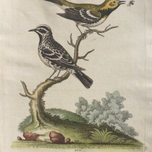 Fine Antique Prints Edwards Flycatcher
