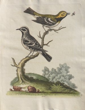 Fine Antique Prints Edwards Flycatcher