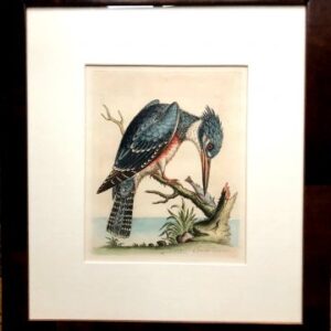 Fine Antique Prints Edwards Kingfisher