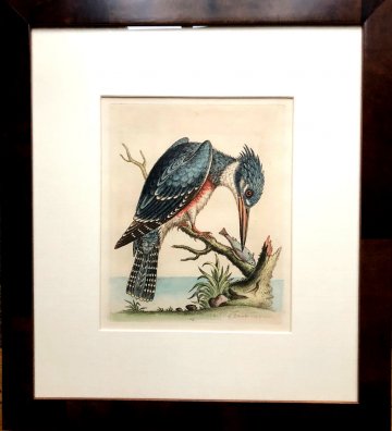 Fine Antique Prints Edwards Kingfisher