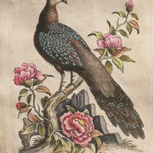 Fine Antique Prints Edwards Peacock