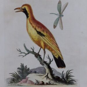 Fine Antique Prints Edwards Plate 112