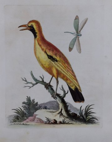 Fine Antique Prints Edwards Plate 112