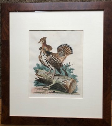 Fine Antique Prints Edwards Ruffed Grouse