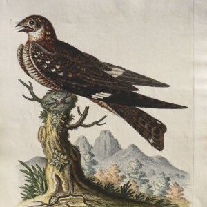 Fine Antique Prints Edwards Whip