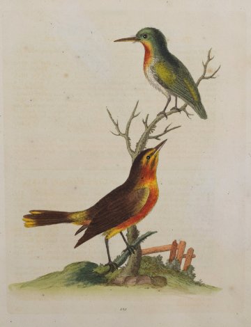 Fine Antique Prints Edwards