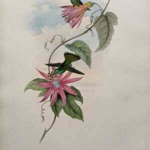 Fine Antique Prints Gould Thaumatias Nitidifrons