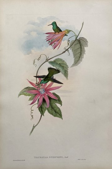 Fine Antique Prints Gould Thaumatias Nitidifrons