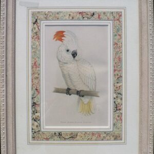 Fine Antique Prints Green Cockatoo VLG