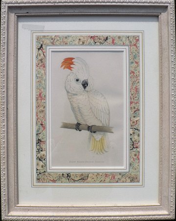 Fine Antique Prints Green Cockatoo VLG