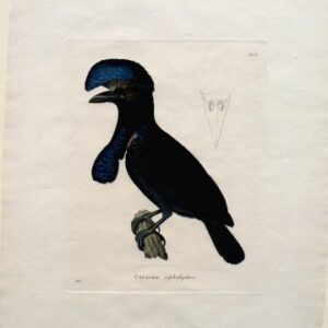 Fine Antique Prints Huet Coracine