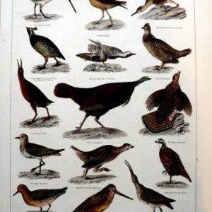 Fine Antique Prints Land Birds