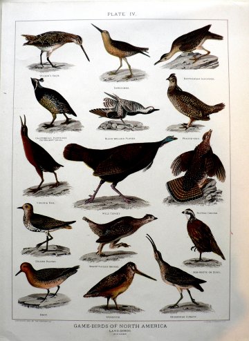 Fine Antique Prints Land Birds