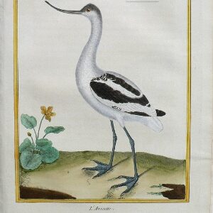 Fine Antique Prints Martinet Avocet