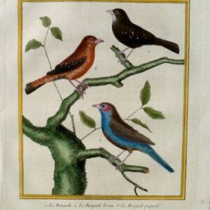 Fine Antique Prints Martinet Bengali Songbirds