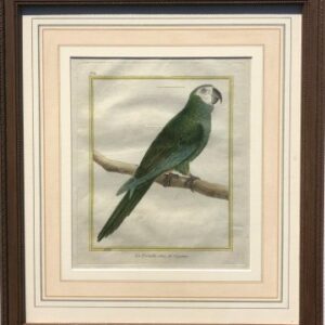 Fine Antique Prints Martinet Fr Parrot