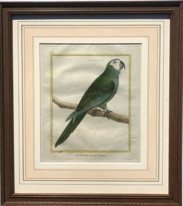 Fine Antique Prints Martinet Fr Parrot