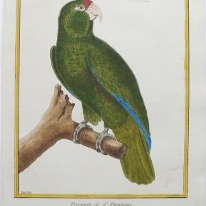 Fine Antique Prints Martinet Parrot 792