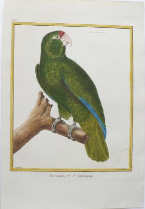 Fine Antique Prints Martinet Parrot 792