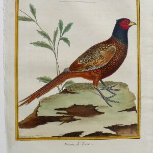 Fine Antique Prints Martinet Pheasant