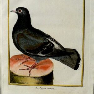 Fine Antique Prints Martinet Pigeon