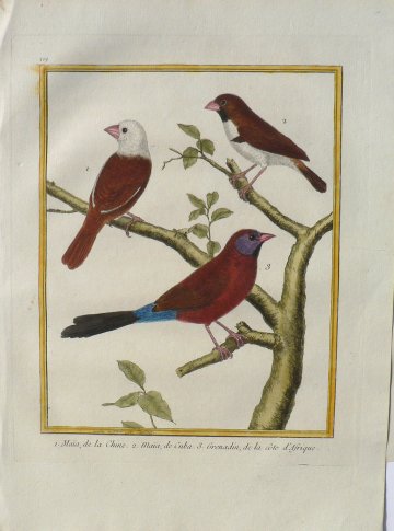 Fine Antique Prints Martinet Songbirds