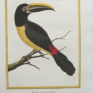 Fine Antique Prints Martinet Toucan 727
