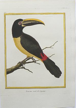 Fine Antique Prints Martinet Toucan 727
