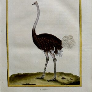 Fine Antique Prints Martinet ostrich