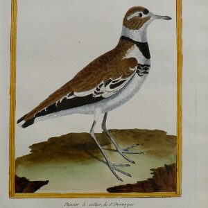Fine Antique Prints Martinet plover